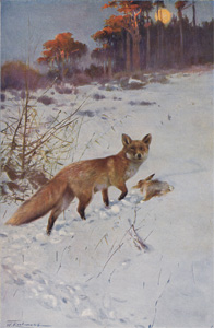 Fox